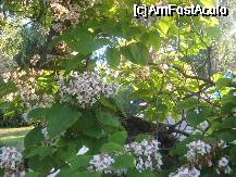 [P21] Sa fie oare, salcami in floare? » foto by dorgo
 - 
<span class="allrVoted glyphicon glyphicon-heart hidden" id="av332044"></span>
<a class="m-l-10 hidden" id="sv332044" onclick="voting_Foto_DelVot(,332044,8580)" role="button">șterge vot <span class="glyphicon glyphicon-remove"></span></a>
<a id="v9332044" class=" c-red"  onclick="voting_Foto_SetVot(332044)" role="button"><span class="glyphicon glyphicon-heart-empty"></span> <b>LIKE</b> = Votează poza</a> <img class="hidden"  id="f332044W9" src="/imagini/loader.gif" border="0" /><span class="AjErrMes hidden" id="e332044ErM"></span>