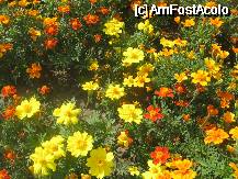 [P24] Alte flori, alte culori » foto by dorgo
 - 
<span class="allrVoted glyphicon glyphicon-heart hidden" id="av332047"></span>
<a class="m-l-10 hidden" id="sv332047" onclick="voting_Foto_DelVot(,332047,8580)" role="button">șterge vot <span class="glyphicon glyphicon-remove"></span></a>
<a id="v9332047" class=" c-red"  onclick="voting_Foto_SetVot(332047)" role="button"><span class="glyphicon glyphicon-heart-empty"></span> <b>LIKE</b> = Votează poza</a> <img class="hidden"  id="f332047W9" src="/imagini/loader.gif" border="0" /><span class="AjErrMes hidden" id="e332047ErM"></span>
