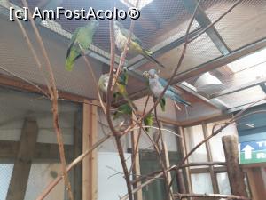 [P10] Și una de papagali.  » foto by Aurici
 - 
<span class="allrVoted glyphicon glyphicon-heart hidden" id="av1039117"></span>
<a class="m-l-10 hidden" id="sv1039117" onclick="voting_Foto_DelVot(,1039117,8584)" role="button">șterge vot <span class="glyphicon glyphicon-remove"></span></a>
<a id="v91039117" class=" c-red"  onclick="voting_Foto_SetVot(1039117)" role="button"><span class="glyphicon glyphicon-heart-empty"></span> <b>LIKE</b> = Votează poza</a> <img class="hidden"  id="f1039117W9" src="/imagini/loader.gif" border="0" /><span class="AjErrMes hidden" id="e1039117ErM"></span>