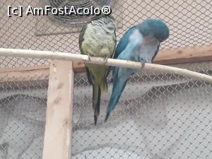 [P12] Iar ei cei îndrăgostiți. Numai împreună au stat.  » foto by Aurici
 - 
<span class="allrVoted glyphicon glyphicon-heart hidden" id="av1039119"></span>
<a class="m-l-10 hidden" id="sv1039119" onclick="voting_Foto_DelVot(,1039119,8584)" role="button">șterge vot <span class="glyphicon glyphicon-remove"></span></a>
<a id="v91039119" class=" c-red"  onclick="voting_Foto_SetVot(1039119)" role="button"><span class="glyphicon glyphicon-heart-empty"></span> <b>LIKE</b> = Votează poza</a> <img class="hidden"  id="f1039119W9" src="/imagini/loader.gif" border="0" /><span class="AjErrMes hidden" id="e1039119ErM"></span>
