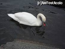 [P12]  -- <small>// FĂRĂ DESCRIERE</small> » foto by chucky31*
 - 
<span class="allrVoted glyphicon glyphicon-heart hidden" id="av187259"></span>
<a class="m-l-10 hidden" id="sv187259" onclick="voting_Foto_DelVot(,187259,8602)" role="button">șterge vot <span class="glyphicon glyphicon-remove"></span></a>
<a id="v9187259" class=" c-red"  onclick="voting_Foto_SetVot(187259)" role="button"><span class="glyphicon glyphicon-heart-empty"></span> <b>LIKE</b> = Votează poza</a> <img class="hidden"  id="f187259W9" src="/imagini/loader.gif" border="0" /><span class="AjErrMes hidden" id="e187259ErM"></span>