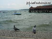 [P06] Lacul Constance (Bodensee) » foto by Nicu
 - 
<span class="allrVoted glyphicon glyphicon-heart hidden" id="av188432"></span>
<a class="m-l-10 hidden" id="sv188432" onclick="voting_Foto_DelVot(,188432,8626)" role="button">șterge vot <span class="glyphicon glyphicon-remove"></span></a>
<a id="v9188432" class=" c-red"  onclick="voting_Foto_SetVot(188432)" role="button"><span class="glyphicon glyphicon-heart-empty"></span> <b>LIKE</b> = Votează poza</a> <img class="hidden"  id="f188432W9" src="/imagini/loader.gif" border="0" /><span class="AjErrMes hidden" id="e188432ErM"></span>