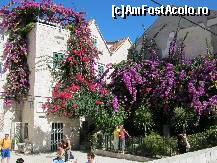 [P26] Multe flori in Split » foto by romanitzaa
 - 
<span class="allrVoted glyphicon glyphicon-heart hidden" id="av188623"></span>
<a class="m-l-10 hidden" id="sv188623" onclick="voting_Foto_DelVot(,188623,8631)" role="button">șterge vot <span class="glyphicon glyphicon-remove"></span></a>
<a id="v9188623" class=" c-red"  onclick="voting_Foto_SetVot(188623)" role="button"><span class="glyphicon glyphicon-heart-empty"></span> <b>LIKE</b> = Votează poza</a> <img class="hidden"  id="f188623W9" src="/imagini/loader.gif" border="0" /><span class="AjErrMes hidden" id="e188623ErM"></span>