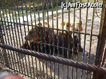 [P10] Doi ursuleţi la Grădina Zoologică din Călăraşi » foto by STEFAN I
 - 
<span class="allrVoted glyphicon glyphicon-heart hidden" id="av188951"></span>
<a class="m-l-10 hidden" id="sv188951" onclick="voting_Foto_DelVot(,188951,8634)" role="button">șterge vot <span class="glyphicon glyphicon-remove"></span></a>
<a id="v9188951" class=" c-red"  onclick="voting_Foto_SetVot(188951)" role="button"><span class="glyphicon glyphicon-heart-empty"></span> <b>LIKE</b> = Votează poza</a> <img class="hidden"  id="f188951W9" src="/imagini/loader.gif" border="0" /><span class="AjErrMes hidden" id="e188951ErM"></span>