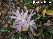 [P06] Floare ocrotita de lege in Troodos » foto by georgiana
 - 
<span class="allrVoted glyphicon glyphicon-heart hidden" id="av282594"></span>
<a class="m-l-10 hidden" id="sv282594" onclick="voting_Foto_DelVot(,282594,8662)" role="button">șterge vot <span class="glyphicon glyphicon-remove"></span></a>
<a id="v9282594" class=" c-red"  onclick="voting_Foto_SetVot(282594)" role="button"><span class="glyphicon glyphicon-heart-empty"></span> <b>LIKE</b> = Votează poza</a> <img class="hidden"  id="f282594W9" src="/imagini/loader.gif" border="0" /><span class="AjErrMes hidden" id="e282594ErM"></span>