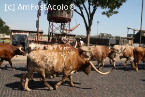 [P12] parada de Longhorn - taurii cu coarne imense » foto by Pami*
 - 
<span class="allrVoted glyphicon glyphicon-heart hidden" id="av709027"></span>
<a class="m-l-10 hidden" id="sv709027" onclick="voting_Foto_DelVot(,709027,8702)" role="button">șterge vot <span class="glyphicon glyphicon-remove"></span></a>
<a id="v9709027" class=" c-red"  onclick="voting_Foto_SetVot(709027)" role="button"><span class="glyphicon glyphicon-heart-empty"></span> <b>LIKE</b> = Votează poza</a> <img class="hidden"  id="f709027W9" src="/imagini/loader.gif" border="0" /><span class="AjErrMes hidden" id="e709027ErM"></span>