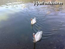 [P03] Lebedele care s-au tinut dupa noi » foto by Alina Morar
 - 
<span class="allrVoted glyphicon glyphicon-heart hidden" id="av192911"></span>
<a class="m-l-10 hidden" id="sv192911" onclick="voting_Foto_DelVot(,192911,8721)" role="button">șterge vot <span class="glyphicon glyphicon-remove"></span></a>
<a id="v9192911" class=" c-red"  onclick="voting_Foto_SetVot(192911)" role="button"><span class="glyphicon glyphicon-heart-empty"></span> <b>LIKE</b> = Votează poza</a> <img class="hidden"  id="f192911W9" src="/imagini/loader.gif" border="0" /><span class="AjErrMes hidden" id="e192911ErM"></span>