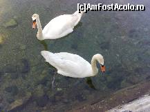 [P04] lebede pe Zeller See » foto by Alina Morar
 - 
<span class="allrVoted glyphicon glyphicon-heart hidden" id="av192912"></span>
<a class="m-l-10 hidden" id="sv192912" onclick="voting_Foto_DelVot(,192912,8721)" role="button">șterge vot <span class="glyphicon glyphicon-remove"></span></a>
<a id="v9192912" class=" c-red"  onclick="voting_Foto_SetVot(192912)" role="button"><span class="glyphicon glyphicon-heart-empty"></span> <b>LIKE</b> = Votează poza</a> <img class="hidden"  id="f192912W9" src="/imagini/loader.gif" border="0" /><span class="AjErrMes hidden" id="e192912ErM"></span>