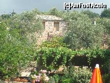[P13] Flori, piatra si vita de vie langa plaja Aliki » foto by teona
 - 
<span class="allrVoted glyphicon glyphicon-heart hidden" id="av194849"></span>
<a class="m-l-10 hidden" id="sv194849" onclick="voting_Foto_DelVot(,194849,8770)" role="button">șterge vot <span class="glyphicon glyphicon-remove"></span></a>
<a id="v9194849" class=" c-red"  onclick="voting_Foto_SetVot(194849)" role="button"><span class="glyphicon glyphicon-heart-empty"></span> <b>LIKE</b> = Votează poza</a> <img class="hidden"  id="f194849W9" src="/imagini/loader.gif" border="0" /><span class="AjErrMes hidden" id="e194849ErM"></span>