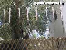 [P13] Picioare de caracatita la o terasa de pe plaja Aliki.  » foto by penelopa
 - 
<span class="allrVoted glyphicon glyphicon-heart hidden" id="av483919"></span>
<a class="m-l-10 hidden" id="sv483919" onclick="voting_Foto_DelVot(,483919,8770)" role="button">șterge vot <span class="glyphicon glyphicon-remove"></span></a>
<a id="v9483919" class=" c-red"  onclick="voting_Foto_SetVot(483919)" role="button"><span class="glyphicon glyphicon-heart-empty"></span> <b>LIKE</b> = Votează poza</a> <img class="hidden"  id="f483919W9" src="/imagini/loader.gif" border="0" /><span class="AjErrMes hidden" id="e483919ErM"></span>