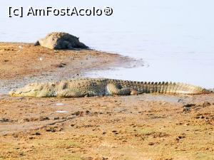 [P18] Crocodili la soare » foto by cata2106
 - 
<span class="allrVoted glyphicon glyphicon-heart hidden" id="av1288676"></span>
<a class="m-l-10 hidden" id="sv1288676" onclick="voting_Foto_DelVot(,1288676,8783)" role="button">șterge vot <span class="glyphicon glyphicon-remove"></span></a>
<a id="v91288676" class=" c-red"  onclick="voting_Foto_SetVot(1288676)" role="button"><span class="glyphicon glyphicon-heart-empty"></span> <b>LIKE</b> = Votează poza</a> <img class="hidden"  id="f1288676W9" src="/imagini/loader.gif" border="0" /><span class="AjErrMes hidden" id="e1288676ErM"></span>