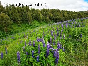 [P15] In "gradina" cu lupin din apropiere » foto by DOINITA
 - 
<span class="allrVoted glyphicon glyphicon-heart hidden" id="av1352151"></span>
<a class="m-l-10 hidden" id="sv1352151" onclick="voting_Foto_DelVot(,1352151,8786)" role="button">șterge vot <span class="glyphicon glyphicon-remove"></span></a>
<a id="v91352151" class=" c-red"  onclick="voting_Foto_SetVot(1352151)" role="button"><span class="glyphicon glyphicon-heart-empty"></span> <b>LIKE</b> = Votează poza</a> <img class="hidden"  id="f1352151W9" src="/imagini/loader.gif" border="0" /><span class="AjErrMes hidden" id="e1352151ErM"></span>