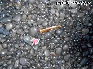 [P24] o mica steluta de mare se zbate » foto by buterfly*
 - 
<span class="allrVoted glyphicon glyphicon-heart hidden" id="av577339"></span>
<a class="m-l-10 hidden" id="sv577339" onclick="voting_Foto_DelVot(,577339,8786)" role="button">șterge vot <span class="glyphicon glyphicon-remove"></span></a>
<a id="v9577339" class=" c-red"  onclick="voting_Foto_SetVot(577339)" role="button"><span class="glyphicon glyphicon-heart-empty"></span> <b>LIKE</b> = Votează poza</a> <img class="hidden"  id="f577339W9" src="/imagini/loader.gif" border="0" /><span class="AjErrMes hidden" id="e577339ErM"></span>