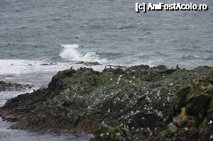 [P09] Snaefallnes peninsula mal stancol si colonii de pasari » foto by Millana
 - 
<span class="allrVoted glyphicon glyphicon-heart hidden" id="av689881"></span>
<a class="m-l-10 hidden" id="sv689881" onclick="voting_Foto_DelVot(,689881,8786)" role="button">șterge vot <span class="glyphicon glyphicon-remove"></span></a>
<a id="v9689881" class=" c-red"  onclick="voting_Foto_SetVot(689881)" role="button"><span class="glyphicon glyphicon-heart-empty"></span> <b>LIKE</b> = Votează poza</a> <img class="hidden"  id="f689881W9" src="/imagini/loader.gif" border="0" /><span class="AjErrMes hidden" id="e689881ErM"></span>
