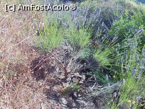 [P09] Simbolul insulei - lavanda » foto by sle
 - 
<span class="allrVoted glyphicon glyphicon-heart hidden" id="av763512"></span>
<a class="m-l-10 hidden" id="sv763512" onclick="voting_Foto_DelVot(,763512,8824)" role="button">șterge vot <span class="glyphicon glyphicon-remove"></span></a>
<a id="v9763512" class=" c-red"  onclick="voting_Foto_SetVot(763512)" role="button"><span class="glyphicon glyphicon-heart-empty"></span> <b>LIKE</b> = Votează poza</a> <img class="hidden"  id="f763512W9" src="/imagini/loader.gif" border="0" /><span class="AjErrMes hidden" id="e763512ErM"></span>