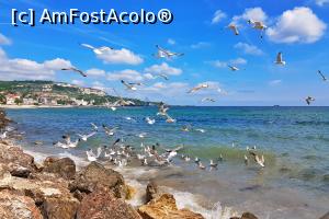 [P40] Plaja din Balcic. Pescarusi la masa.  » foto by Sorin1982
 - 
<span class="allrVoted glyphicon glyphicon-heart hidden" id="av968898"></span>
<a class="m-l-10 hidden" id="sv968898" onclick="voting_Foto_DelVot(,968898,8830)" role="button">șterge vot <span class="glyphicon glyphicon-remove"></span></a>
<a id="v9968898" class=" c-red"  onclick="voting_Foto_SetVot(968898)" role="button"><span class="glyphicon glyphicon-heart-empty"></span> <b>LIKE</b> = Votează poza</a> <img class="hidden"  id="f968898W9" src="/imagini/loader.gif" border="0" /><span class="AjErrMes hidden" id="e968898ErM"></span>