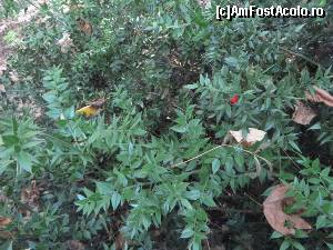 [P13] Ghimpele pădureț - plantă ocrotită.  » foto by tata123 🔱
 - 
<span class="allrVoted glyphicon glyphicon-heart hidden" id="av670785"></span>
<a class="m-l-10 hidden" id="sv670785" onclick="voting_Foto_DelVot(,670785,8832)" role="button">șterge vot <span class="glyphicon glyphicon-remove"></span></a>
<a id="v9670785" class=" c-red"  onclick="voting_Foto_SetVot(670785)" role="button"><span class="glyphicon glyphicon-heart-empty"></span> <b>LIKE</b> = Votează poza</a> <img class="hidden"  id="f670785W9" src="/imagini/loader.gif" border="0" /><span class="AjErrMes hidden" id="e670785ErM"></span>