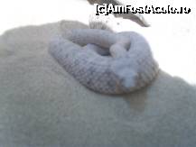 [P01] Un sarpe cu clopotei gata de atac. » foto by marius gaudi*
 - 
<span class="allrVoted glyphicon glyphicon-heart hidden" id="av257793"></span>
<a class="m-l-10 hidden" id="sv257793" onclick="voting_Foto_DelVot(,257793,8927)" role="button">șterge vot <span class="glyphicon glyphicon-remove"></span></a>
<a id="v9257793" class=" c-red"  onclick="voting_Foto_SetVot(257793)" role="button"><span class="glyphicon glyphicon-heart-empty"></span> <b>LIKE</b> = Votează poza</a> <img class="hidden"  id="f257793W9" src="/imagini/loader.gif" border="0" /><span class="AjErrMes hidden" id="e257793ErM"></span>