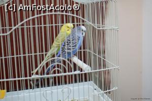 [P05]  -- <small>// FĂRĂ DESCRIERE</small> » foto by ado_lex
 - 
<span class="allrVoted glyphicon glyphicon-heart hidden" id="av917097"></span>
<a class="m-l-10 hidden" id="sv917097" onclick="voting_Foto_DelVot(,917097,8964)" role="button">șterge vot <span class="glyphicon glyphicon-remove"></span></a>
<a id="v9917097" class=" c-red"  onclick="voting_Foto_SetVot(917097)" role="button"><span class="glyphicon glyphicon-heart-empty"></span> <b>LIKE</b> = Votează poza</a> <img class="hidden"  id="f917097W9" src="/imagini/loader.gif" border="0" /><span class="AjErrMes hidden" id="e917097ErM"></span>