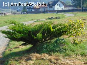 [P21] Un arboret pe marginea aleii de acces la pensiune . » foto by liviu49
 - 
<span class="allrVoted glyphicon glyphicon-heart hidden" id="av1304511"></span>
<a class="m-l-10 hidden" id="sv1304511" onclick="voting_Foto_DelVot(,1304511,8968)" role="button">șterge vot <span class="glyphicon glyphicon-remove"></span></a>
<a id="v91304511" class=" c-red"  onclick="voting_Foto_SetVot(1304511)" role="button"><span class="glyphicon glyphicon-heart-empty"></span> <b>LIKE</b> = Votează poza</a> <img class="hidden"  id="f1304511W9" src="/imagini/loader.gif" border="0" /><span class="AjErrMes hidden" id="e1304511ErM"></span>