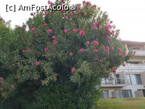 [P12] Hilton Dalaman Sarigerme - bougainvillea de sub balconul meu » foto by nicole33
 - 
<span class="allrVoted glyphicon glyphicon-heart hidden" id="av1205204"></span>
<a class="m-l-10 hidden" id="sv1205204" onclick="voting_Foto_DelVot(,1205204,9010)" role="button">șterge vot <span class="glyphicon glyphicon-remove"></span></a>
<a id="v91205204" class=" c-red"  onclick="voting_Foto_SetVot(1205204)" role="button"><span class="glyphicon glyphicon-heart-empty"></span> <b>LIKE</b> = Votează poza</a> <img class="hidden"  id="f1205204W9" src="/imagini/loader.gif" border="0" /><span class="AjErrMes hidden" id="e1205204ErM"></span>