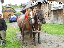 [P22] Doi cai frumooosi! » foto by braila_gheorghe
 - 
<span class="allrVoted glyphicon glyphicon-heart hidden" id="av230764"></span>
<a class="m-l-10 hidden" id="sv230764" onclick="voting_Foto_DelVot(,230764,9036)" role="button">șterge vot <span class="glyphicon glyphicon-remove"></span></a>
<a id="v9230764" class=" c-red"  onclick="voting_Foto_SetVot(230764)" role="button"><span class="glyphicon glyphicon-heart-empty"></span> <b>LIKE</b> = Votează poza</a> <img class="hidden"  id="f230764W9" src="/imagini/loader.gif" border="0" /><span class="AjErrMes hidden" id="e230764ErM"></span>