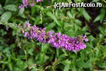 [P20] O floare. Mie îmi plac foarte mult.  » foto by Utube
 - 
<span class="allrVoted glyphicon glyphicon-heart hidden" id="av377052"></span>
<a class="m-l-10 hidden" id="sv377052" onclick="voting_Foto_DelVot(,377052,9036)" role="button">șterge vot <span class="glyphicon glyphicon-remove"></span></a>
<a id="v9377052" class=" c-red"  onclick="voting_Foto_SetVot(377052)" role="button"><span class="glyphicon glyphicon-heart-empty"></span> <b>LIKE</b> = Votează poza</a> <img class="hidden"  id="f377052W9" src="/imagini/loader.gif" border="0" /><span class="AjErrMes hidden" id="e377052ErM"></span>
