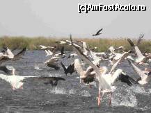 [P03] Se pare ca am avut noroc, pe lacul Rosulet, o mare colonie de pelicani » foto by Sparky
 - 
<span class="allrVoted glyphicon glyphicon-heart hidden" id="av321334"></span>
<a class="m-l-10 hidden" id="sv321334" onclick="voting_Foto_DelVot(,321334,9050)" role="button">șterge vot <span class="glyphicon glyphicon-remove"></span></a>
<a id="v9321334" class=" c-red"  onclick="voting_Foto_SetVot(321334)" role="button"><span class="glyphicon glyphicon-heart-empty"></span> <b>LIKE</b> = Votează poza</a> <img class="hidden"  id="f321334W9" src="/imagini/loader.gif" border="0" /><span class="AjErrMes hidden" id="e321334ErM"></span>