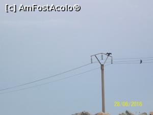 [P04] Un cormoran sta la uscat » foto by gabri71
 - 
<span class="allrVoted glyphicon glyphicon-heart hidden" id="av760535"></span>
<a class="m-l-10 hidden" id="sv760535" onclick="voting_Foto_DelVot(,760535,9050)" role="button">șterge vot <span class="glyphicon glyphicon-remove"></span></a>
<a id="v9760535" class=" c-red"  onclick="voting_Foto_SetVot(760535)" role="button"><span class="glyphicon glyphicon-heart-empty"></span> <b>LIKE</b> = Votează poza</a> <img class="hidden"  id="f760535W9" src="/imagini/loader.gif" border="0" /><span class="AjErrMes hidden" id="e760535ErM"></span>