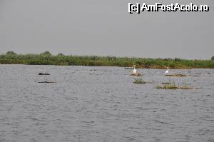 [P22] Pelicani pe lacul Lumina...  » foto by Catzus
 - 
<span class="allrVoted glyphicon glyphicon-heart hidden" id="av530117"></span>
<a class="m-l-10 hidden" id="sv530117" onclick="voting_Foto_DelVot(,530117,9050)" role="button">șterge vot <span class="glyphicon glyphicon-remove"></span></a>
<a id="v9530117" class=" c-red"  onclick="voting_Foto_SetVot(530117)" role="button"><span class="glyphicon glyphicon-heart-empty"></span> <b>LIKE</b> = Votează poza</a> <img class="hidden"  id="f530117W9" src="/imagini/loader.gif" border="0" /><span class="AjErrMes hidden" id="e530117ErM"></span>