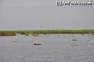 [P23] Speriati de salupa noastra, pelicanii de pe lacul Lumina si-au luat zborul » foto by Catzus
 - 
<span class="allrVoted glyphicon glyphicon-heart hidden" id="av530118"></span>
<a class="m-l-10 hidden" id="sv530118" onclick="voting_Foto_DelVot(,530118,9050)" role="button">șterge vot <span class="glyphicon glyphicon-remove"></span></a>
<a id="v9530118" class=" c-red"  onclick="voting_Foto_SetVot(530118)" role="button"><span class="glyphicon glyphicon-heart-empty"></span> <b>LIKE</b> = Votează poza</a> <img class="hidden"  id="f530118W9" src="/imagini/loader.gif" border="0" /><span class="AjErrMes hidden" id="e530118ErM"></span>