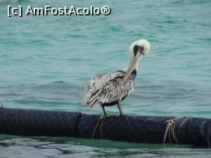[P10] un pelican stingher » foto by robert
 - 
<span class="allrVoted glyphicon glyphicon-heart hidden" id="av946335"></span>
<a class="m-l-10 hidden" id="sv946335" onclick="voting_Foto_DelVot(,946335,9056)" role="button">șterge vot <span class="glyphicon glyphicon-remove"></span></a>
<a id="v9946335" class=" c-red"  onclick="voting_Foto_SetVot(946335)" role="button"><span class="glyphicon glyphicon-heart-empty"></span> <b>LIKE</b> = Votează poza</a> <img class="hidden"  id="f946335W9" src="/imagini/loader.gif" border="0" /><span class="AjErrMes hidden" id="e946335ErM"></span>