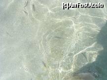 [P73] La mal se puteau vedea o gramada de pestisori » foto by Cris
 - 
<span class="allrVoted glyphicon glyphicon-heart hidden" id="av207861"></span>
<a class="m-l-10 hidden" id="sv207861" onclick="voting_Foto_DelVot(,207861,9091)" role="button">șterge vot <span class="glyphicon glyphicon-remove"></span></a>
<a id="v9207861" class=" c-red"  onclick="voting_Foto_SetVot(207861)" role="button"><span class="glyphicon glyphicon-heart-empty"></span> <b>LIKE</b> = Votează poza</a> <img class="hidden"  id="f207861W9" src="/imagini/loader.gif" border="0" /><span class="AjErrMes hidden" id="e207861ErM"></span>