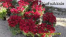 [P44] crizanteme , 10 ron ghiveciul » foto by adryana
 - 
<span class="allrVoted glyphicon glyphicon-heart hidden" id="av158976"></span>
<a class="m-l-10 hidden" id="sv158976" onclick="voting_Foto_DelVot(,158976,9099)" role="button">șterge vot <span class="glyphicon glyphicon-remove"></span></a>
<a id="v9158976" class=" c-red"  onclick="voting_Foto_SetVot(158976)" role="button"><span class="glyphicon glyphicon-heart-empty"></span> <b>LIKE</b> = Votează poza</a> <img class="hidden"  id="f158976W9" src="/imagini/loader.gif" border="0" /><span class="AjErrMes hidden" id="e158976ErM"></span>