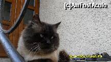 [P08] motanul Toto al bunicilor » foto by adryana
 - 
<span class="allrVoted glyphicon glyphicon-heart hidden" id="av158934"></span>
<a class="m-l-10 hidden" id="sv158934" onclick="voting_Foto_DelVot(,158934,9099)" role="button">șterge vot <span class="glyphicon glyphicon-remove"></span></a>
<a id="v9158934" class=" c-red"  onclick="voting_Foto_SetVot(158934)" role="button"><span class="glyphicon glyphicon-heart-empty"></span> <b>LIKE</b> = Votează poza</a> <img class="hidden"  id="f158934W9" src="/imagini/loader.gif" border="0" /><span class="AjErrMes hidden" id="e158934ErM"></span>