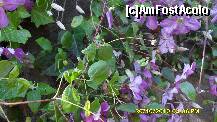 [P09] flori tarzii in curtea parinteasca » foto by adryana
 - 
<span class="allrVoted glyphicon glyphicon-heart hidden" id="av158935"></span>
<a class="m-l-10 hidden" id="sv158935" onclick="voting_Foto_DelVot(,158935,9099)" role="button">șterge vot <span class="glyphicon glyphicon-remove"></span></a>
<a id="v9158935" class=" c-red"  onclick="voting_Foto_SetVot(158935)" role="button"><span class="glyphicon glyphicon-heart-empty"></span> <b>LIKE</b> = Votează poza</a> <img class="hidden"  id="f158935W9" src="/imagini/loader.gif" border="0" /><span class="AjErrMes hidden" id="e158935ErM"></span>