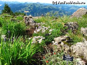 [P15] Din Alpen Blumen Garten -4 » foto by saxonul
 - 
<span class="allrVoted glyphicon glyphicon-heart hidden" id="av546928"></span>
<a class="m-l-10 hidden" id="sv546928" onclick="voting_Foto_DelVot(,546928,9111)" role="button">șterge vot <span class="glyphicon glyphicon-remove"></span></a>
<a id="v9546928" class=" c-red"  onclick="voting_Foto_SetVot(546928)" role="button"><span class="glyphicon glyphicon-heart-empty"></span> <b>LIKE</b> = Votează poza</a> <img class="hidden"  id="f546928W9" src="/imagini/loader.gif" border="0" /><span class="AjErrMes hidden" id="e546928ErM"></span>