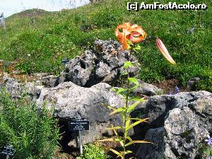 [P17] Din Alpen Blumen Garten -6 » foto by saxonul
 - 
<span class="allrVoted glyphicon glyphicon-heart hidden" id="av546931"></span>
<a class="m-l-10 hidden" id="sv546931" onclick="voting_Foto_DelVot(,546931,9111)" role="button">șterge vot <span class="glyphicon glyphicon-remove"></span></a>
<a id="v9546931" class=" c-red"  onclick="voting_Foto_SetVot(546931)" role="button"><span class="glyphicon glyphicon-heart-empty"></span> <b>LIKE</b> = Votează poza</a> <img class="hidden"  id="f546931W9" src="/imagini/loader.gif" border="0" /><span class="AjErrMes hidden" id="e546931ErM"></span>