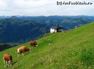 [P06] Vacuţe păscând liniştite pe o pantă respectabilă, pe Kitzbüheler Horn.  » foto by saxonul
 - 
<span class="allrVoted glyphicon glyphicon-heart hidden" id="av546915"></span>
<a class="m-l-10 hidden" id="sv546915" onclick="voting_Foto_DelVot(,546915,9111)" role="button">șterge vot <span class="glyphicon glyphicon-remove"></span></a>
<a id="v9546915" class=" c-red"  onclick="voting_Foto_SetVot(546915)" role="button"><span class="glyphicon glyphicon-heart-empty"></span> <b>LIKE</b> = Votează poza</a> <img class="hidden"  id="f546915W9" src="/imagini/loader.gif" border="0" /><span class="AjErrMes hidden" id="e546915ErM"></span>