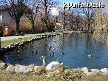 [P11] O lebada gratioasa si rate pe lacul din parc » foto by BOGDAN DSN
 - 
<span class="allrVoted glyphicon glyphicon-heart hidden" id="av211079"></span>
<a class="m-l-10 hidden" id="sv211079" onclick="voting_Foto_DelVot(,211079,9146)" role="button">șterge vot <span class="glyphicon glyphicon-remove"></span></a>
<a id="v9211079" class=" c-red"  onclick="voting_Foto_SetVot(211079)" role="button"><span class="glyphicon glyphicon-heart-empty"></span> <b>LIKE</b> = Votează poza</a> <img class="hidden"  id="f211079W9" src="/imagini/loader.gif" border="0" /><span class="AjErrMes hidden" id="e211079ErM"></span>