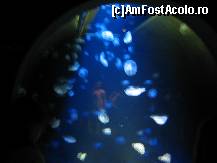 [P01] meduze luminoase...la acvariu » foto by alinapopescu72
 - 
<span class="allrVoted glyphicon glyphicon-heart hidden" id="av214040"></span>
<a class="m-l-10 hidden" id="sv214040" onclick="voting_Foto_DelVot(,214040,9212)" role="button">șterge vot <span class="glyphicon glyphicon-remove"></span></a>
<a id="v9214040" class=" c-red"  onclick="voting_Foto_SetVot(214040)" role="button"><span class="glyphicon glyphicon-heart-empty"></span> <b>LIKE</b> = Votează poza</a> <img class="hidden"  id="f214040W9" src="/imagini/loader.gif" border="0" /><span class="AjErrMes hidden" id="e214040ErM"></span>