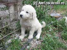 [P12] Micutul pufos carpatin... Dar si cand ma fac eu mare... » foto by private_rayen
 - 
<span class="allrVoted glyphicon glyphicon-heart hidden" id="av306007"></span>
<a class="m-l-10 hidden" id="sv306007" onclick="voting_Foto_DelVot(,306007,9222)" role="button">șterge vot <span class="glyphicon glyphicon-remove"></span></a>
<a id="v9306007" class=" c-red"  onclick="voting_Foto_SetVot(306007)" role="button"><span class="glyphicon glyphicon-heart-empty"></span> <b>LIKE</b> = Votează poza</a> <img class="hidden"  id="f306007W9" src="/imagini/loader.gif" border="0" /><span class="AjErrMes hidden" id="e306007ErM"></span>