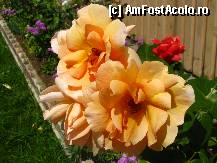 [P06] Decor atat de natural si atat de frumos inmiresmat » foto by private_rayen
 - 
<span class="allrVoted glyphicon glyphicon-heart hidden" id="av306001"></span>
<a class="m-l-10 hidden" id="sv306001" onclick="voting_Foto_DelVot(,306001,9222)" role="button">șterge vot <span class="glyphicon glyphicon-remove"></span></a>
<a id="v9306001" class=" c-red"  onclick="voting_Foto_SetVot(306001)" role="button"><span class="glyphicon glyphicon-heart-empty"></span> <b>LIKE</b> = Votează poza</a> <img class="hidden"  id="f306001W9" src="/imagini/loader.gif" border="0" /><span class="AjErrMes hidden" id="e306001ErM"></span>