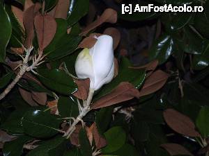 [P05]  -- <small>// FĂRĂ DESCRIERE</small> » foto by agneta
 - 
<span class="allrVoted glyphicon glyphicon-heart hidden" id="av431553"></span>
<a class="m-l-10 hidden" id="sv431553" onclick="voting_Foto_DelVot(,431553,9242)" role="button">șterge vot <span class="glyphicon glyphicon-remove"></span></a>
<a id="v9431553" class=" c-red"  onclick="voting_Foto_SetVot(431553)" role="button"><span class="glyphicon glyphicon-heart-empty"></span> <b>LIKE</b> = Votează poza</a> <img class="hidden"  id="f431553W9" src="/imagini/loader.gif" border="0" /><span class="AjErrMes hidden" id="e431553ErM"></span>