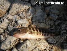 [P07] Alta specie necunoscuta pentru noi » foto by verobutterfly
 - 
<span class="allrVoted glyphicon glyphicon-heart hidden" id="av109092"></span>
<a class="m-l-10 hidden" id="sv109092" onclick="voting_Foto_DelVot(,109092,9243)" role="button">șterge vot <span class="glyphicon glyphicon-remove"></span></a>
<a id="v9109092" class=" c-red"  onclick="voting_Foto_SetVot(109092)" role="button"><span class="glyphicon glyphicon-heart-empty"></span> <b>LIKE</b> = Votează poza</a> <img class="hidden"  id="f109092W9" src="/imagini/loader.gif" border="0" /><span class="AjErrMes hidden" id="e109092ErM"></span>