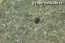 [P08] Plimbare cu vaporasul pe coasta Marii Egee / aricii de mare » foto by aaaaa
 - 
<span class="allrVoted glyphicon glyphicon-heart hidden" id="av215633"></span>
<a class="m-l-10 hidden" id="sv215633" onclick="voting_Foto_DelVot(,215633,9243)" role="button">șterge vot <span class="glyphicon glyphicon-remove"></span></a>
<a id="v9215633" class=" c-red"  onclick="voting_Foto_SetVot(215633)" role="button"><span class="glyphicon glyphicon-heart-empty"></span> <b>LIKE</b> = Votează poza</a> <img class="hidden"  id="f215633W9" src="/imagini/loader.gif" border="0" /><span class="AjErrMes hidden" id="e215633ErM"></span>