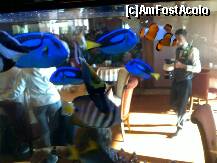 [P06] acvariul cu pesti exotici din restaurantul unde am servit micul dejun » foto by C.Todi
 - 
<span class="allrVoted glyphicon glyphicon-heart hidden" id="av216410"></span>
<a class="m-l-10 hidden" id="sv216410" onclick="voting_Foto_DelVot(,216410,9264)" role="button">șterge vot <span class="glyphicon glyphicon-remove"></span></a>
<a id="v9216410" class=" c-red"  onclick="voting_Foto_SetVot(216410)" role="button"><span class="glyphicon glyphicon-heart-empty"></span> <b>LIKE</b> = Votează poza</a> <img class="hidden"  id="f216410W9" src="/imagini/loader.gif" border="0" /><span class="AjErrMes hidden" id="e216410ErM"></span>
