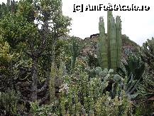 [P04] cactusi imensi » foto by razvan1977
 - 
<span class="allrVoted glyphicon glyphicon-heart hidden" id="av218300"></span>
<a class="m-l-10 hidden" id="sv218300" onclick="voting_Foto_DelVot(,218300,9307)" role="button">șterge vot <span class="glyphicon glyphicon-remove"></span></a>
<a id="v9218300" class=" c-red"  onclick="voting_Foto_SetVot(218300)" role="button"><span class="glyphicon glyphicon-heart-empty"></span> <b>LIKE</b> = Votează poza</a> <img class="hidden"  id="f218300W9" src="/imagini/loader.gif" border="0" /><span class="AjErrMes hidden" id="e218300ErM"></span>