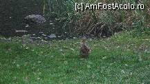 [P05] o ratusca prietenoasa de pe lac » foto by cristi82d
 - 
<span class="allrVoted glyphicon glyphicon-heart hidden" id="av141634"></span>
<a class="m-l-10 hidden" id="sv141634" onclick="voting_Foto_DelVot(,141634,9349)" role="button">șterge vot <span class="glyphicon glyphicon-remove"></span></a>
<a id="v9141634" class=" c-red"  onclick="voting_Foto_SetVot(141634)" role="button"><span class="glyphicon glyphicon-heart-empty"></span> <b>LIKE</b> = Votează poza</a> <img class="hidden"  id="f141634W9" src="/imagini/loader.gif" border="0" /><span class="AjErrMes hidden" id="e141634ErM"></span>