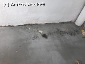 [P02] musuroiul de furnici din balcon » foto by mihaela zina
 - 
<span class="allrVoted glyphicon glyphicon-heart hidden" id="av1000811"></span>
<a class="m-l-10 hidden" id="sv1000811" onclick="voting_Foto_DelVot(,1000811,9365)" role="button">șterge vot <span class="glyphicon glyphicon-remove"></span></a>
<a id="v91000811" class=" c-red"  onclick="voting_Foto_SetVot(1000811)" role="button"><span class="glyphicon glyphicon-heart-empty"></span> <b>LIKE</b> = Votează poza</a> <img class="hidden"  id="f1000811W9" src="/imagini/loader.gif" border="0" /><span class="AjErrMes hidden" id="e1000811ErM"></span>